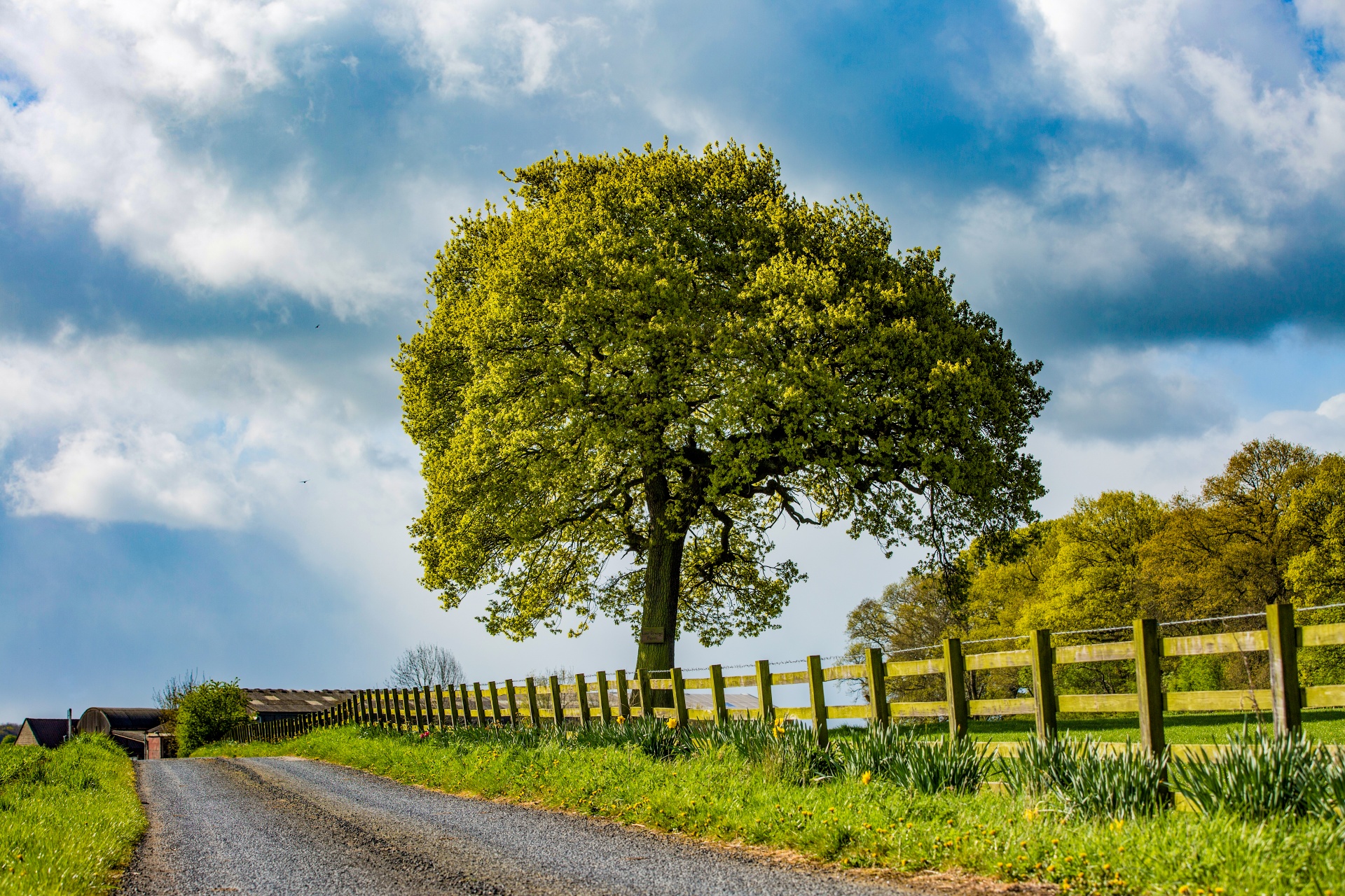 alone tree nature free photo