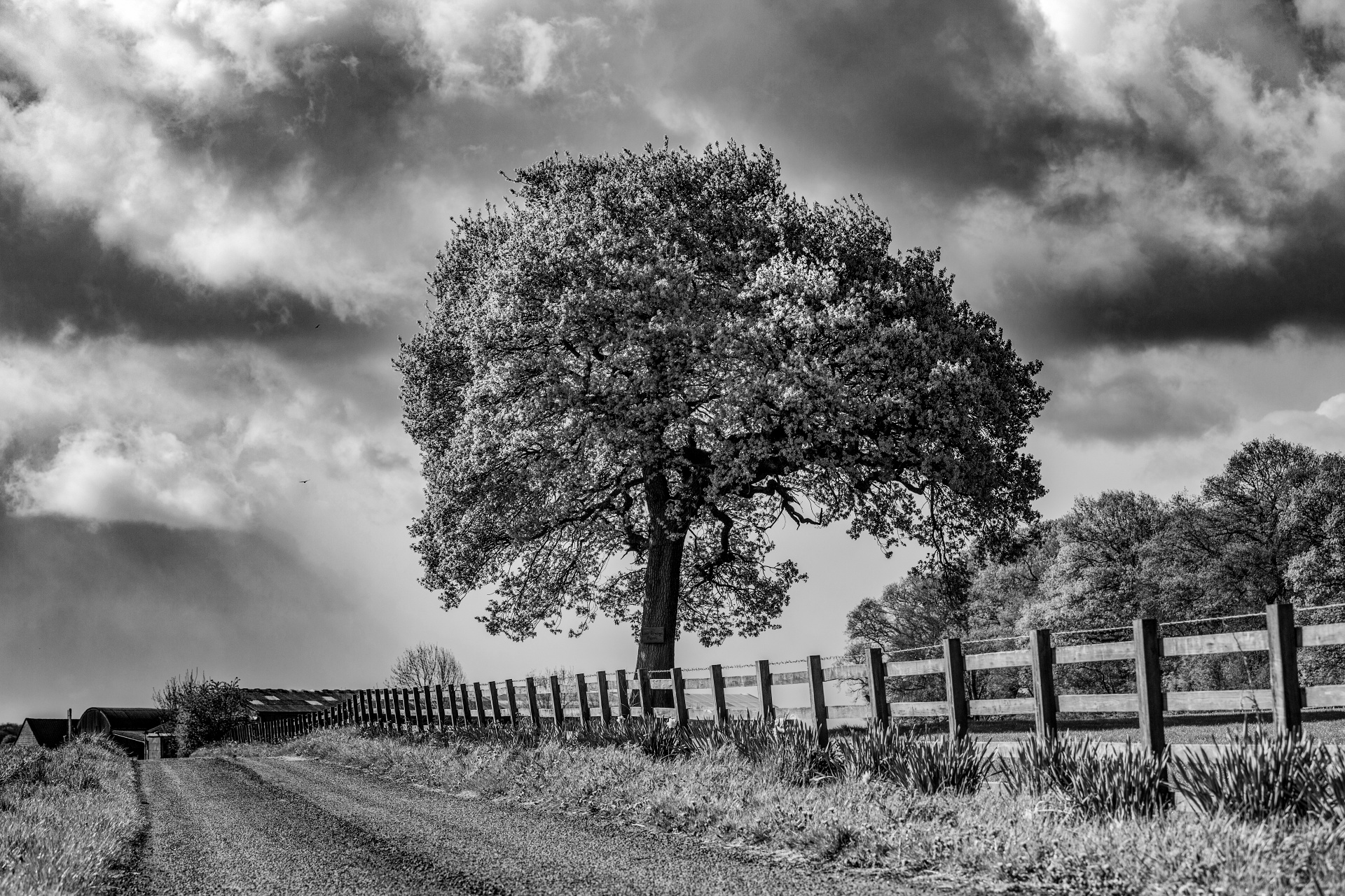 alone tree nature free photo