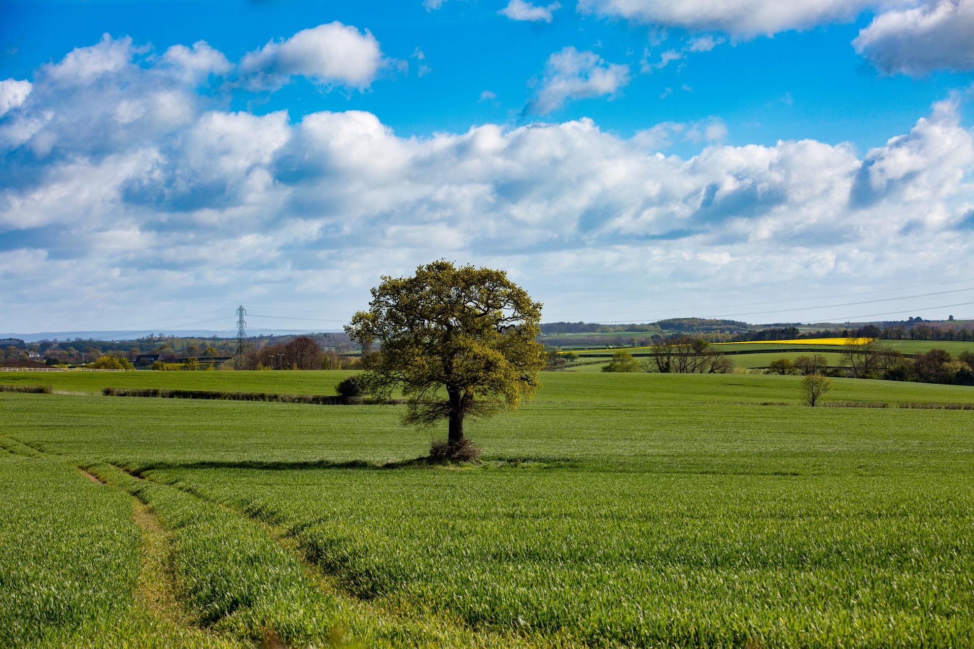 alone tree nature free photo