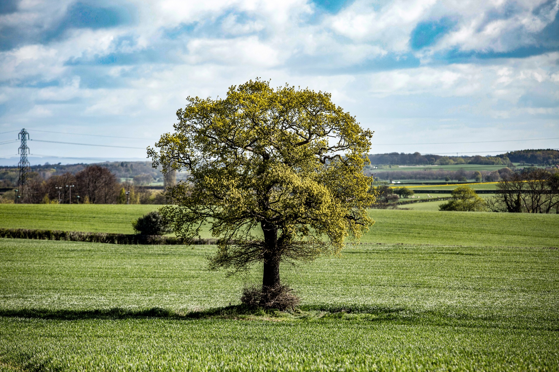 alone tree nature free photo