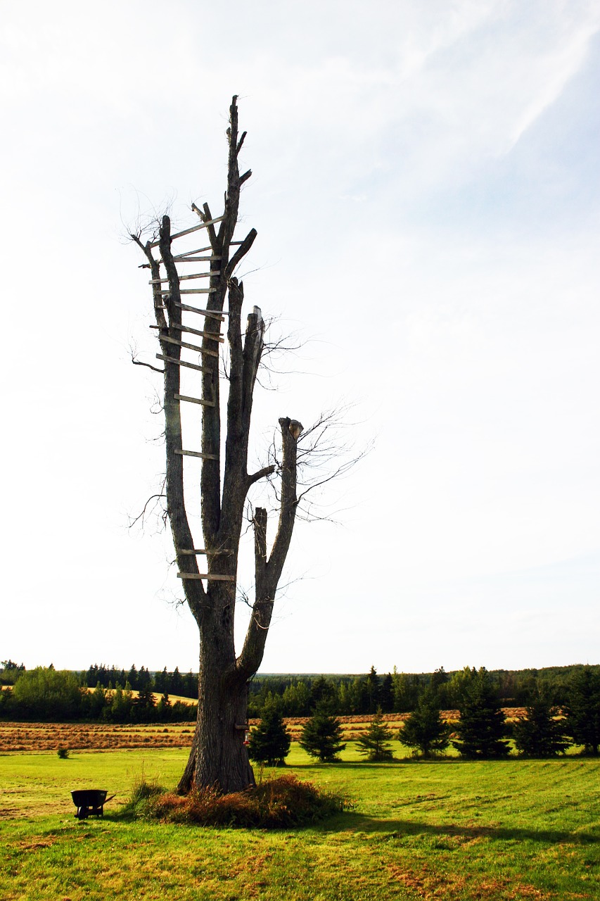 tree dead landscape free photo