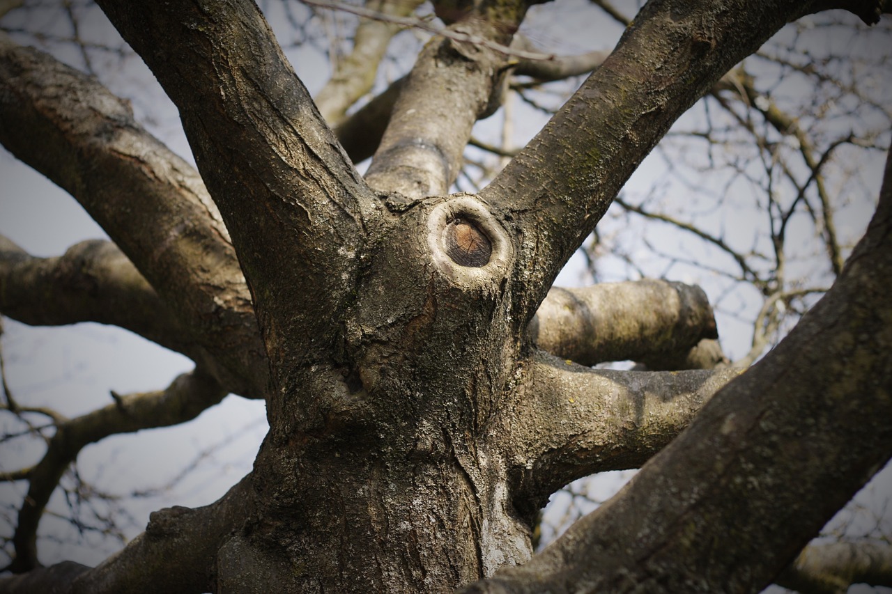 tree nature branch free photo