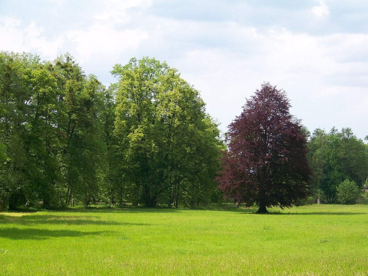 tree meadow green free photo