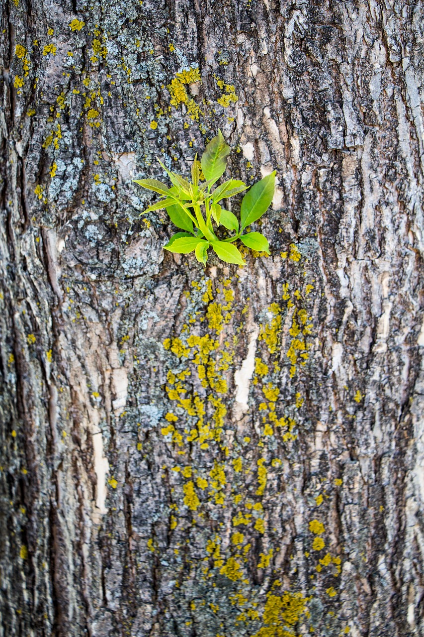 tree bark moss free photo