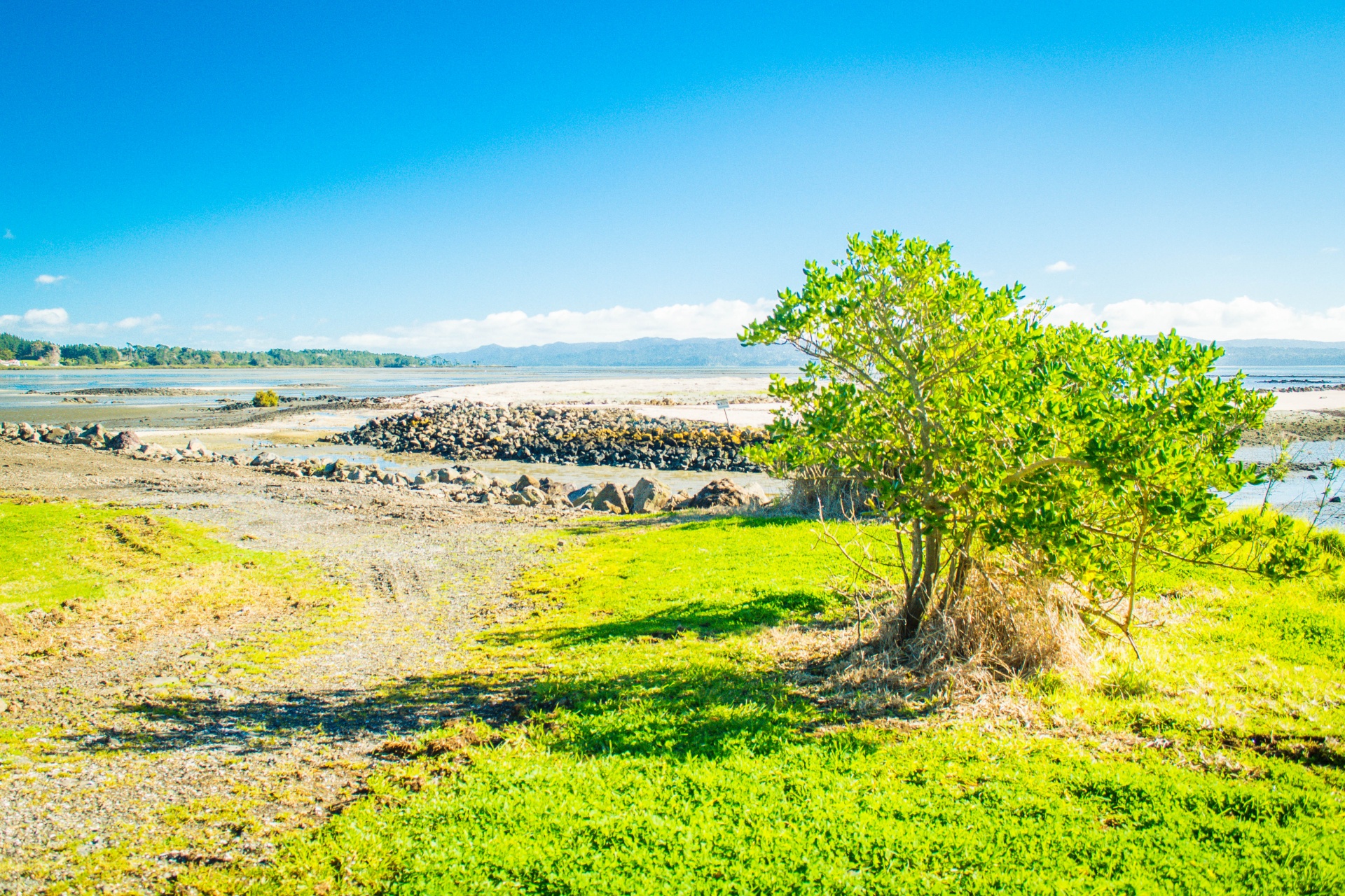 tree walkway beach free photo