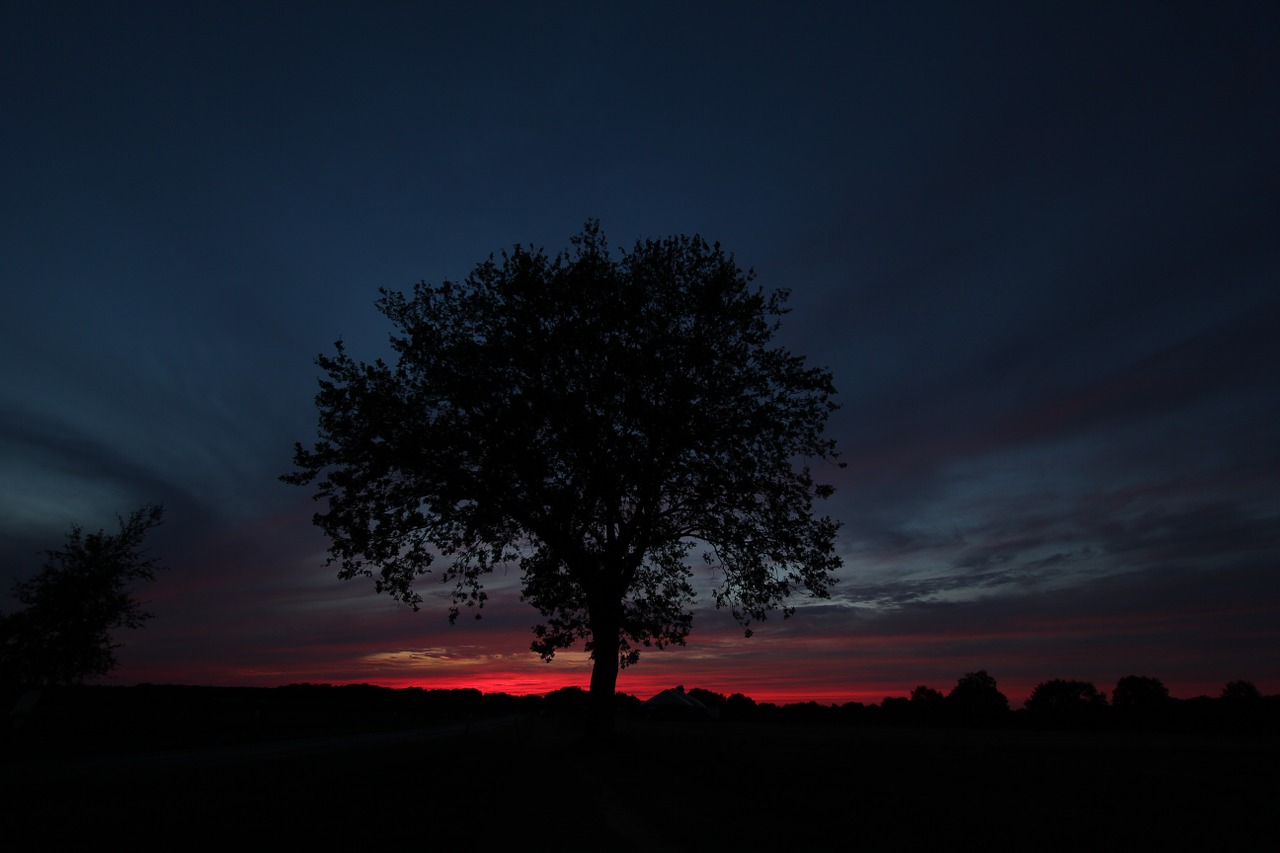 tree evening twilight free photo