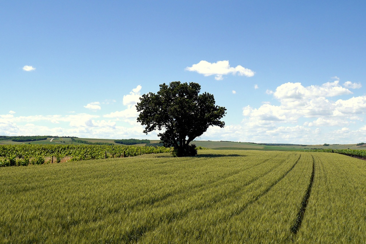 tree field the grain free photo