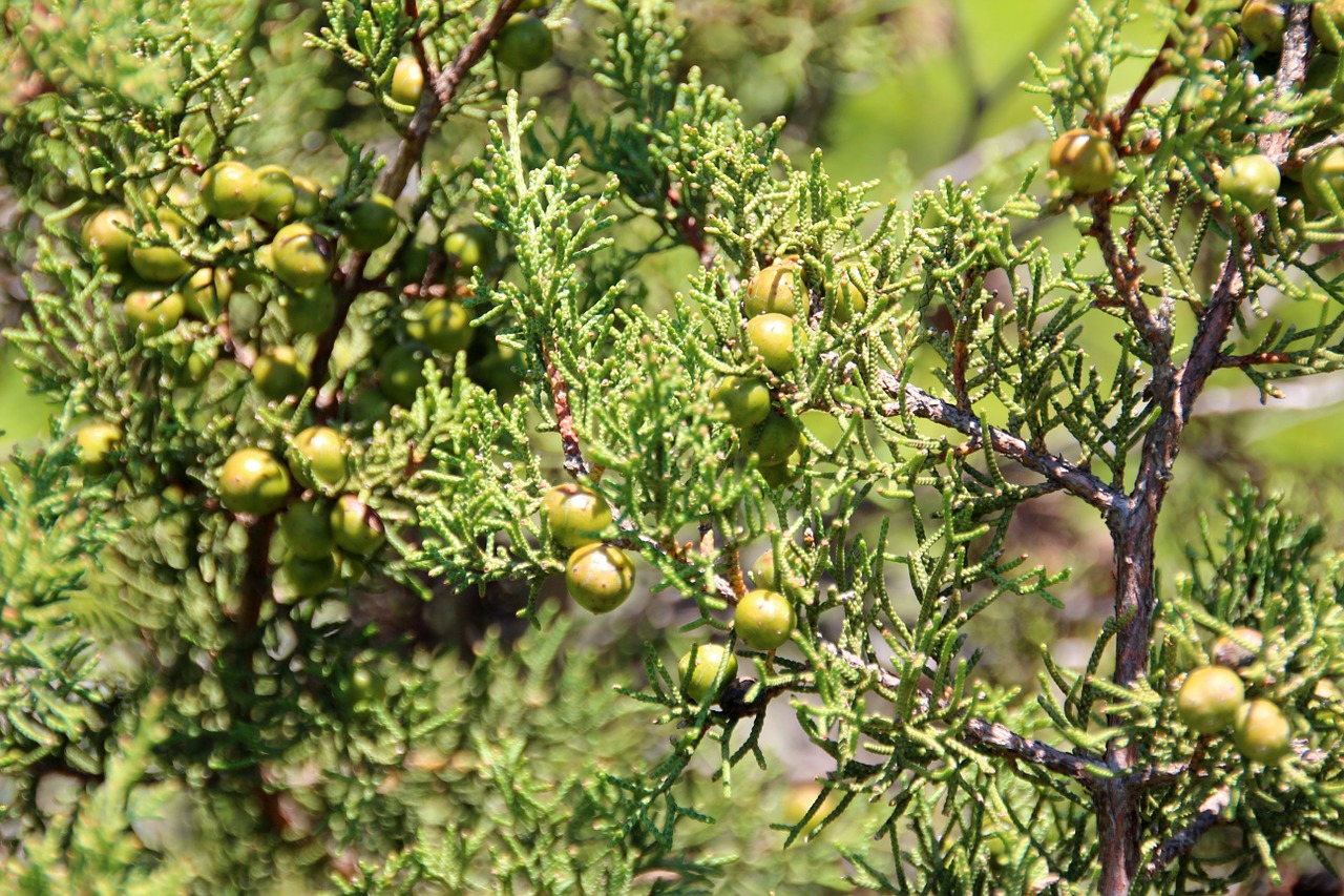 tree green nature free photo