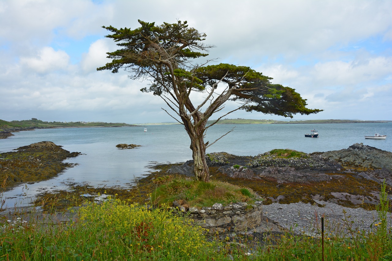 tree ireland coast free photo
