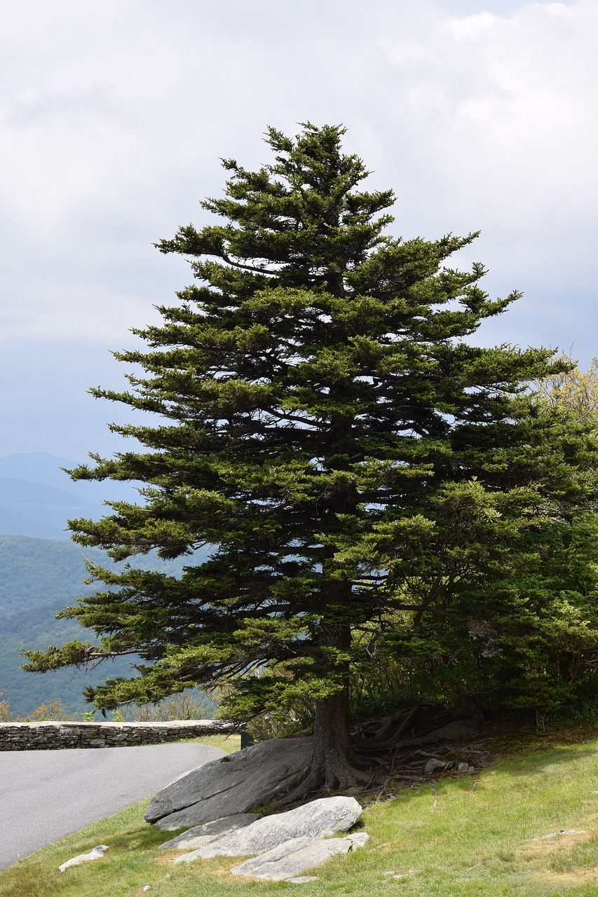 tree sentinel fir free photo