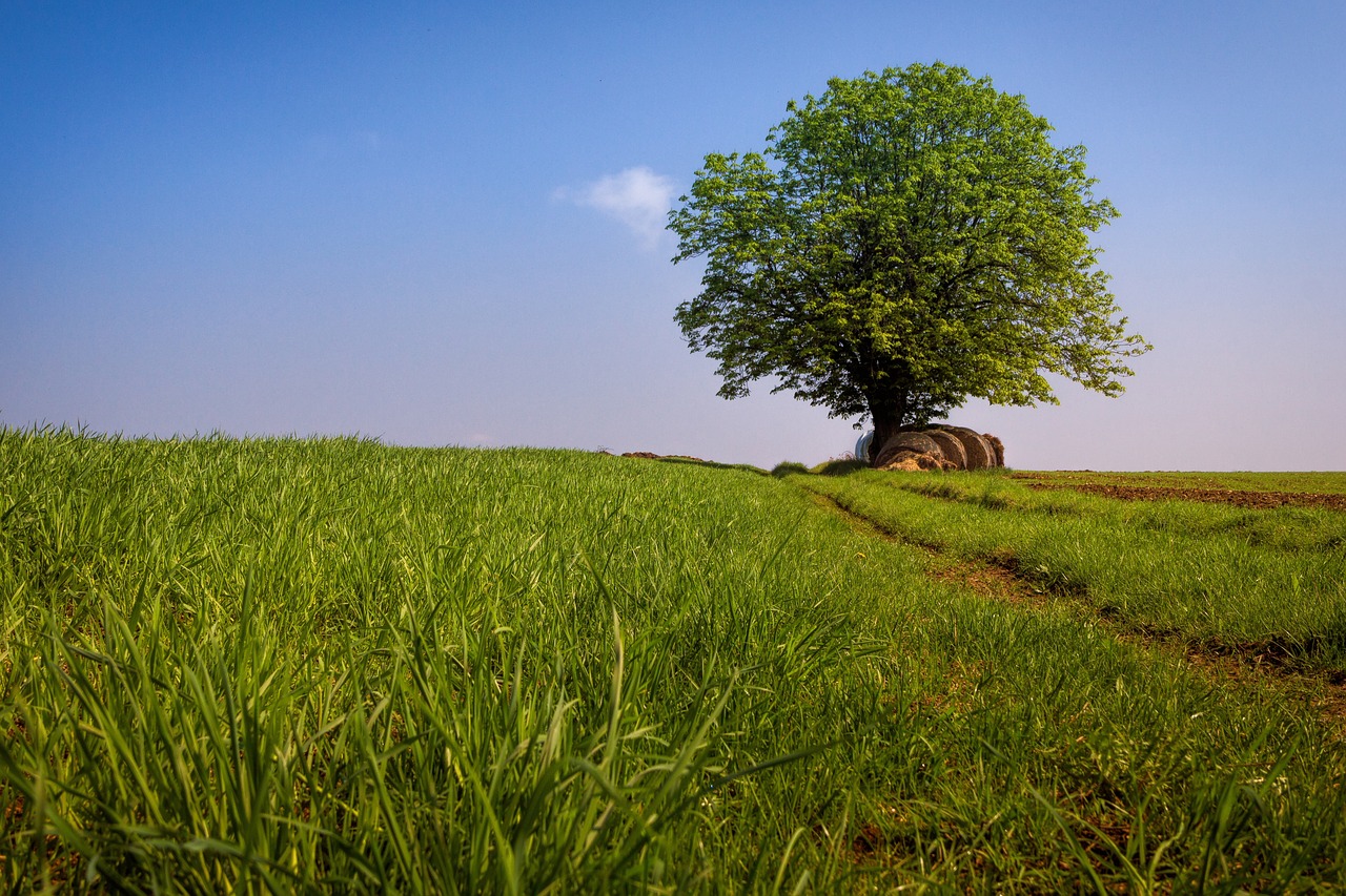 tree landscape sky free photo