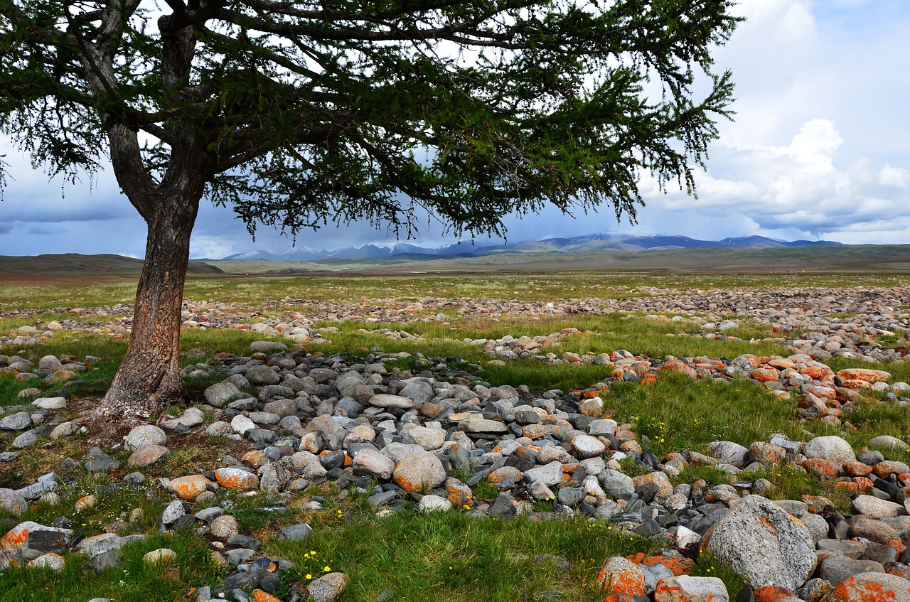 tree mountains desert free photo