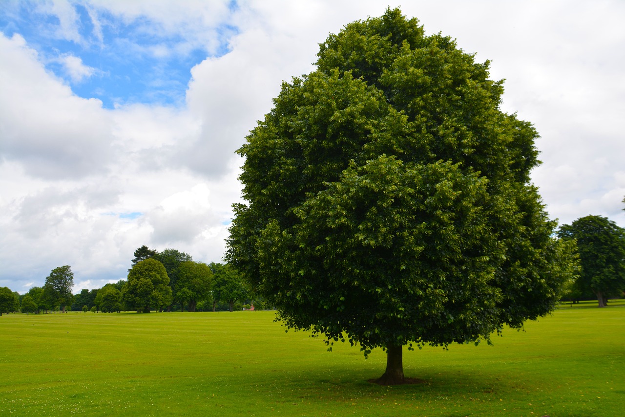 tree park grass free photo