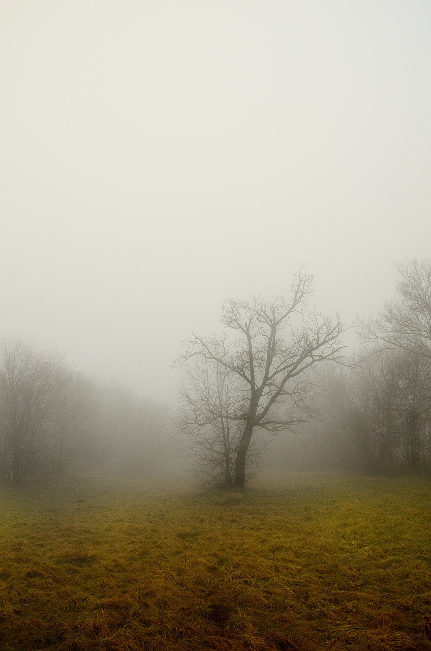 tree fog dry branch free photo