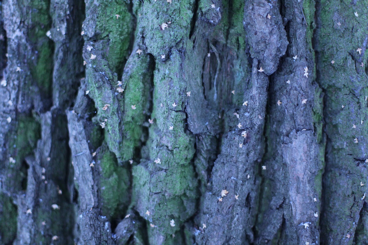 tree background texture free photo