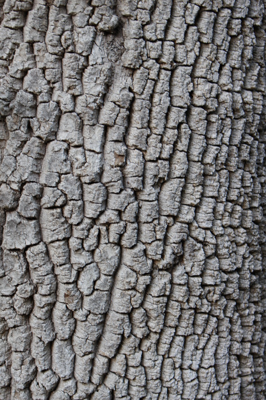 tree bark background free photo