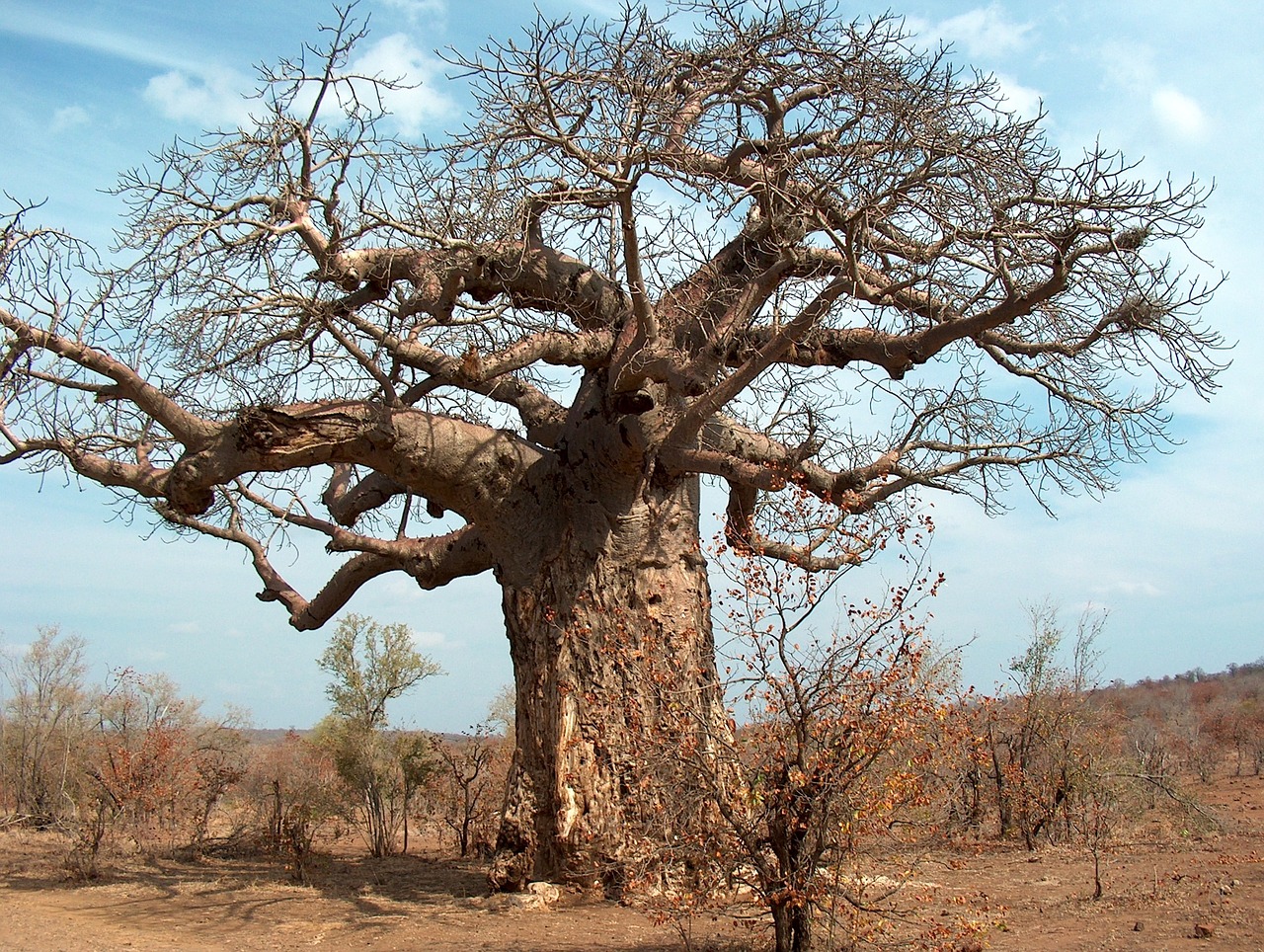 tree africa south africa free photo