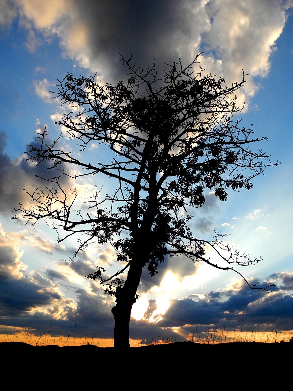 tree silhouette twilight free photo