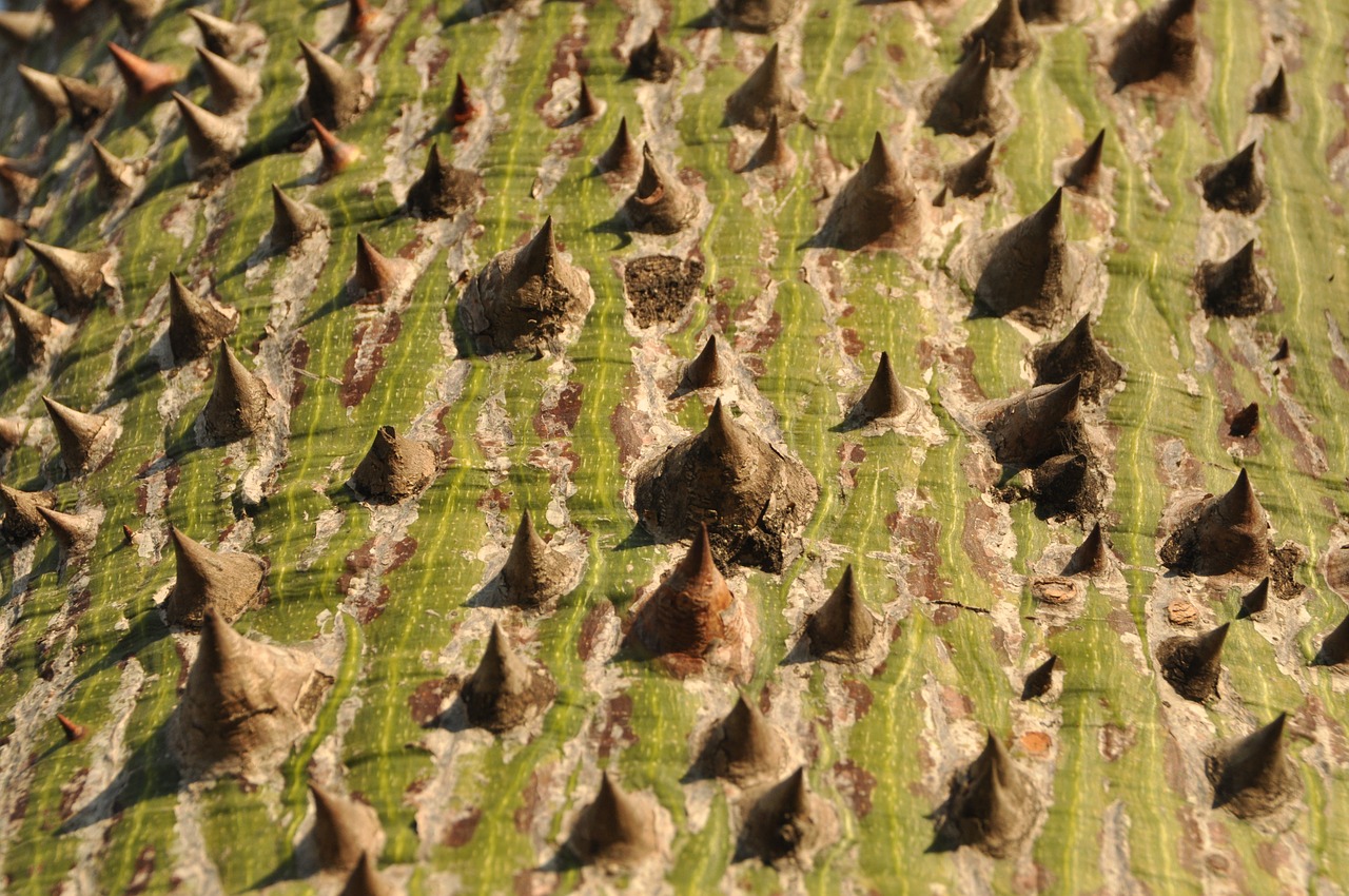 tree bark spur free photo