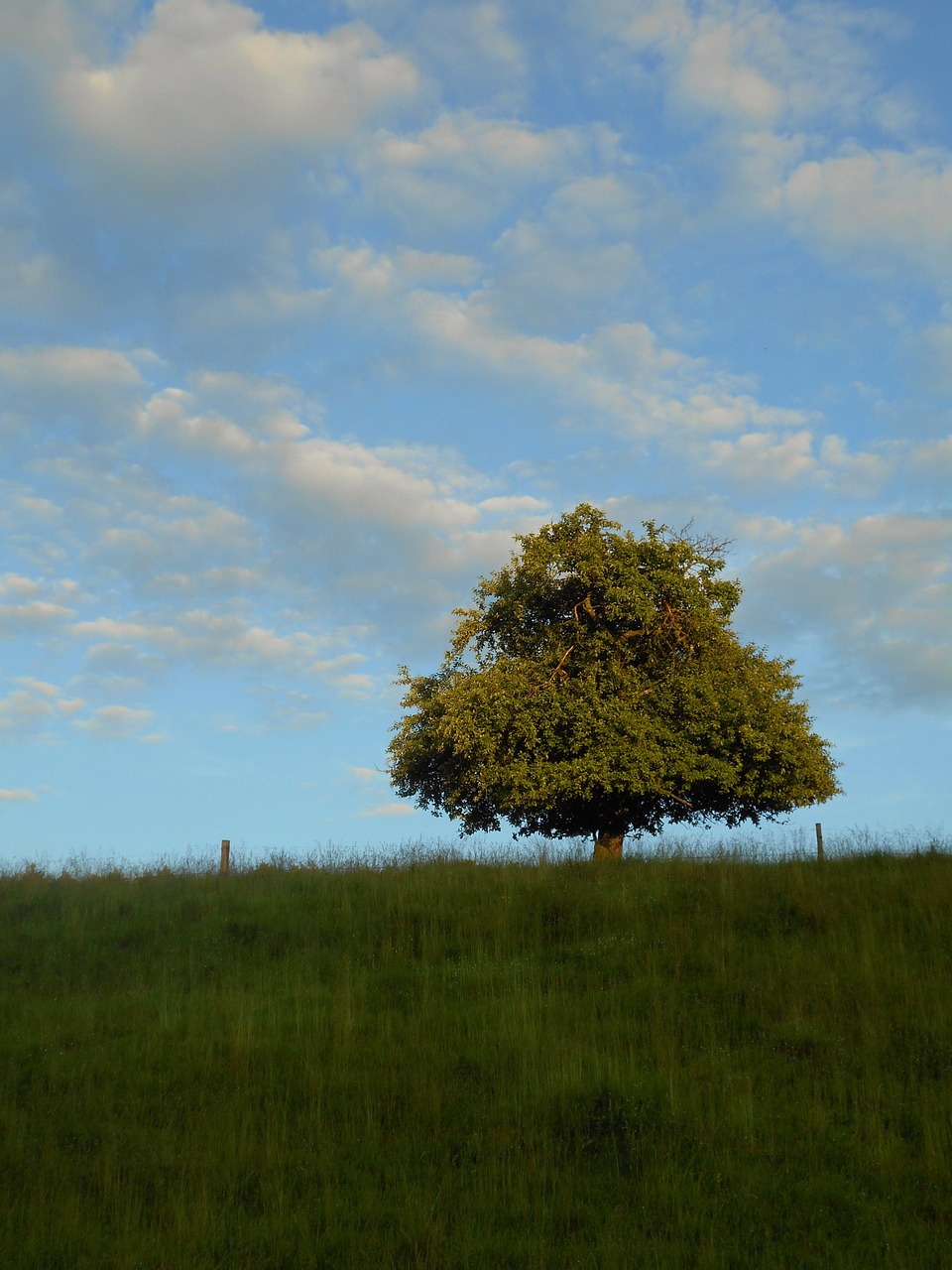 tree apple tree solitaire free photo