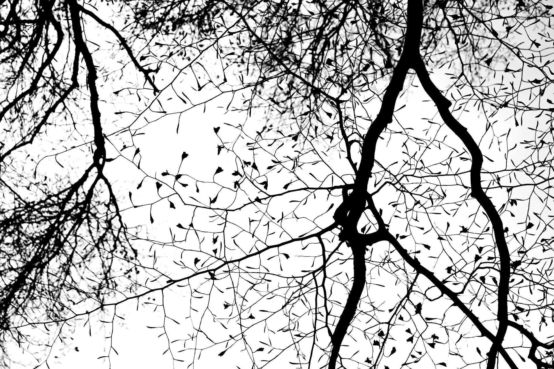 branch branches tree branch free photo
