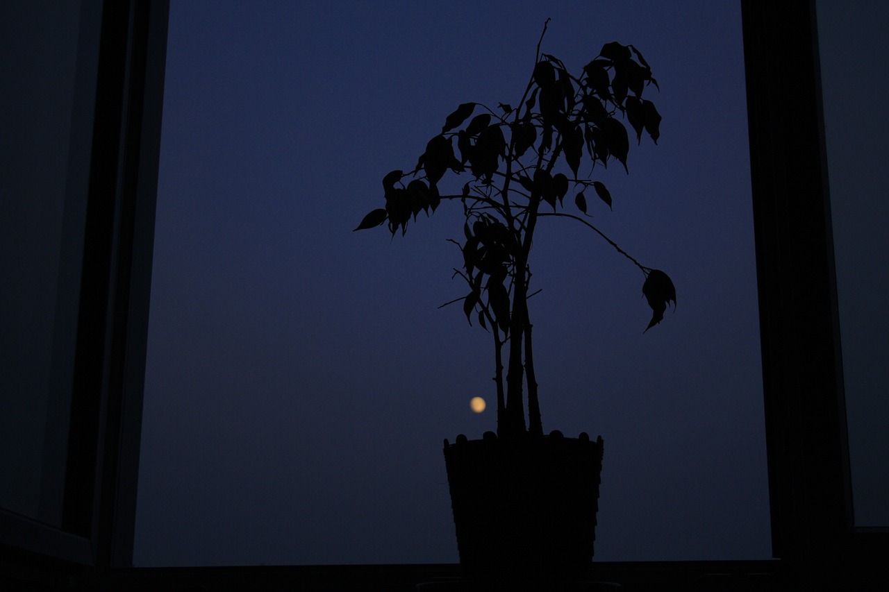 tree plant moon free photo