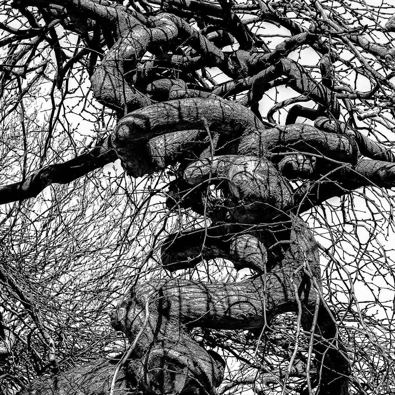 tree screw black and white free photo