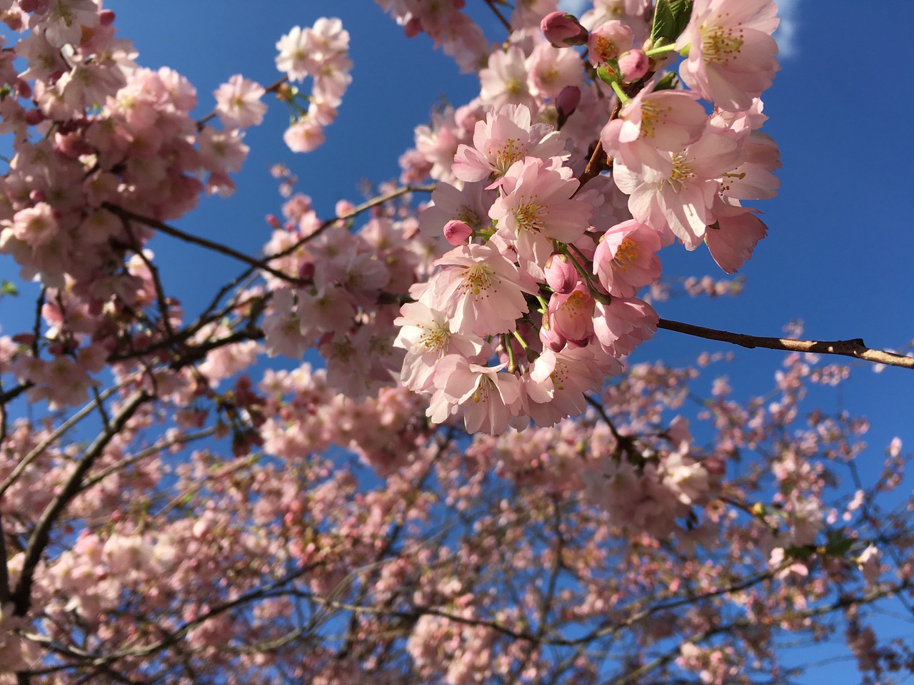 tree cherry spring free photo