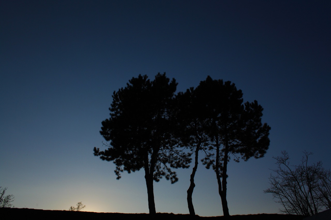 tree bank lake free photo