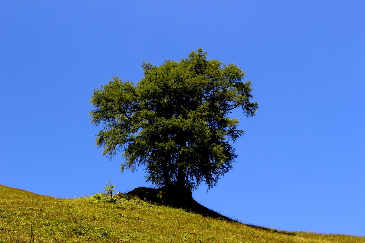 tree conifer meadow free photo