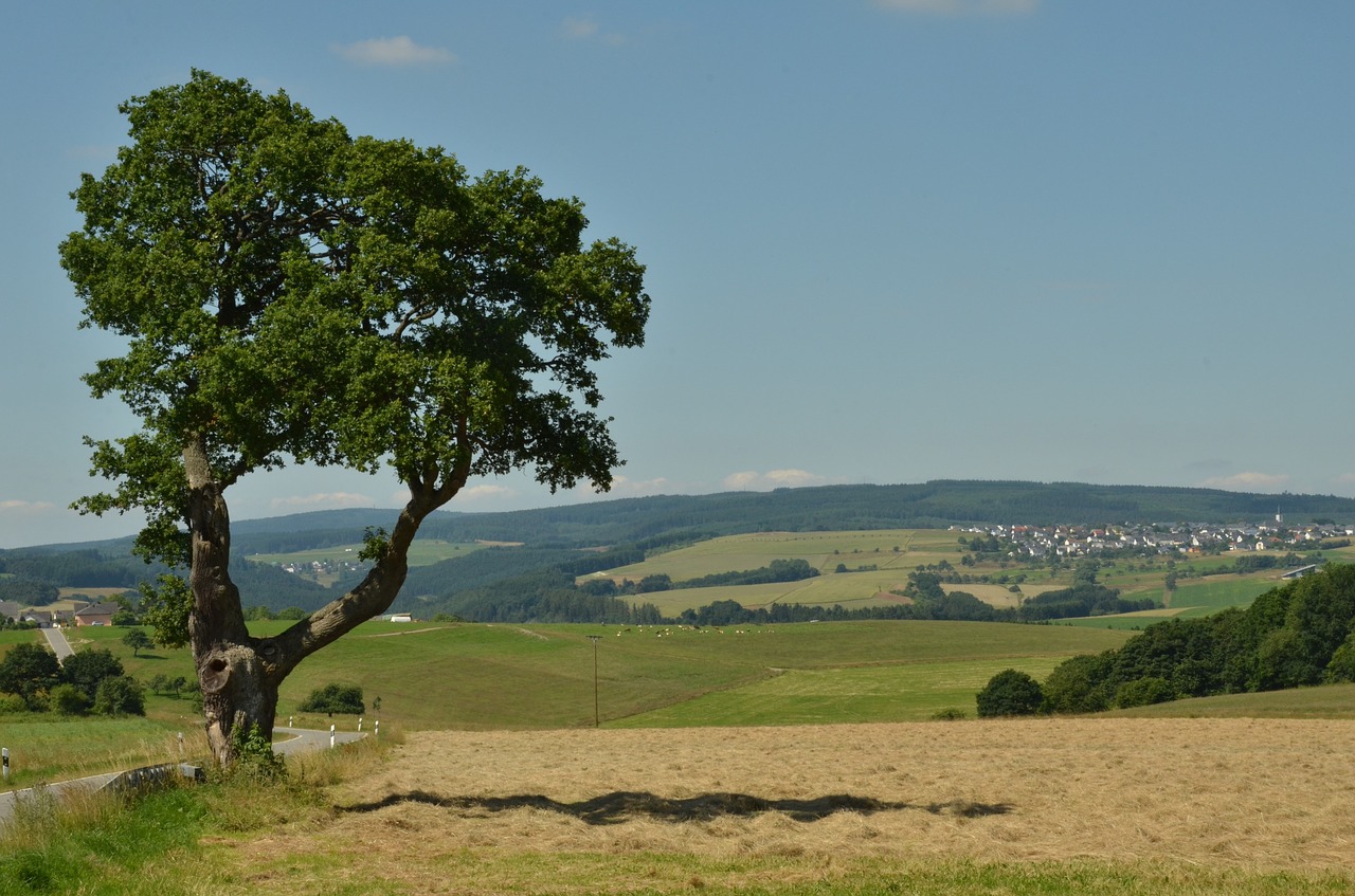 tree landscape nature free photo