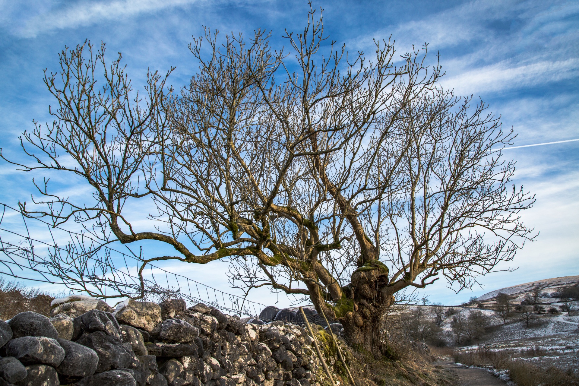 alone tree branch free photo