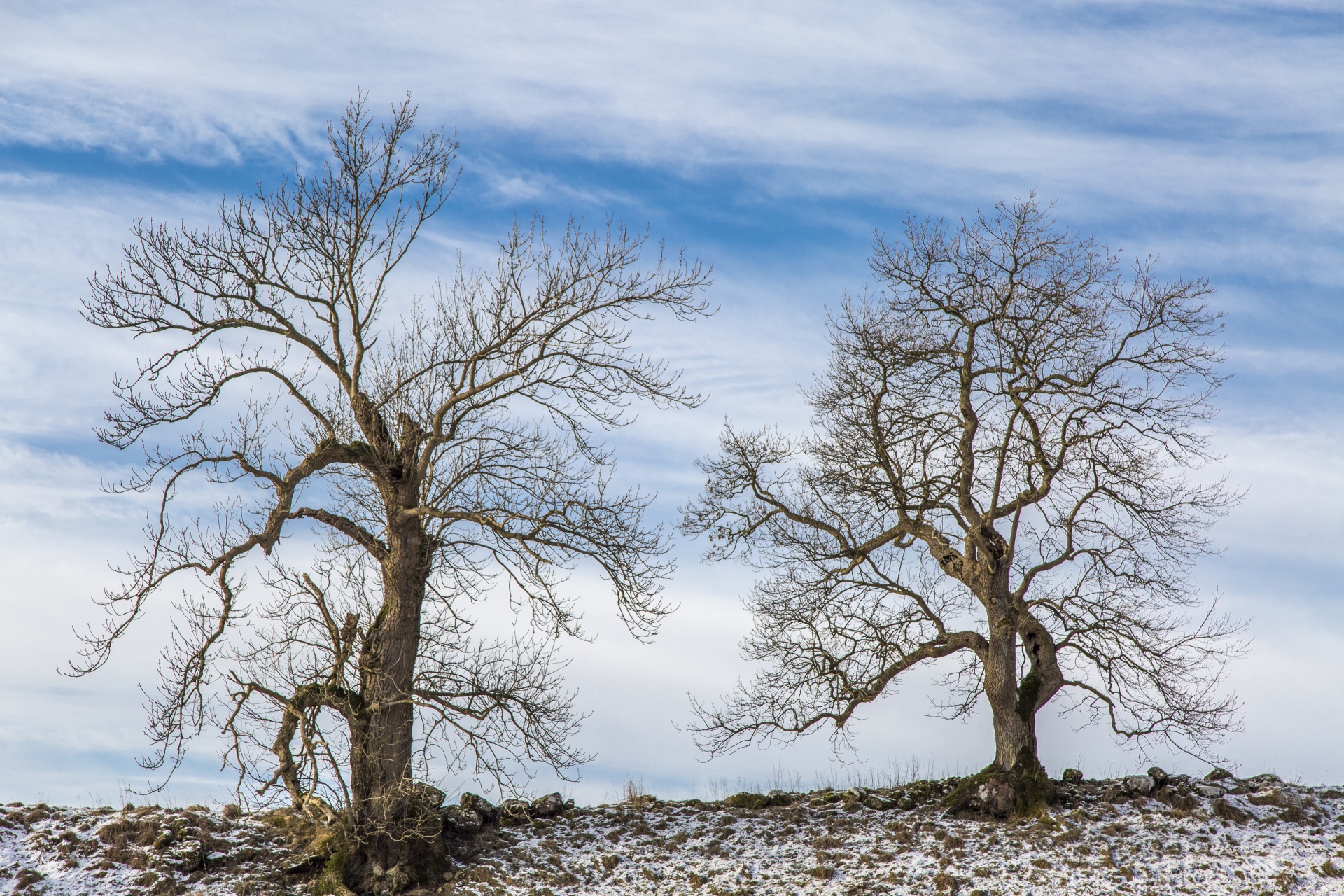 alone tree branch free photo