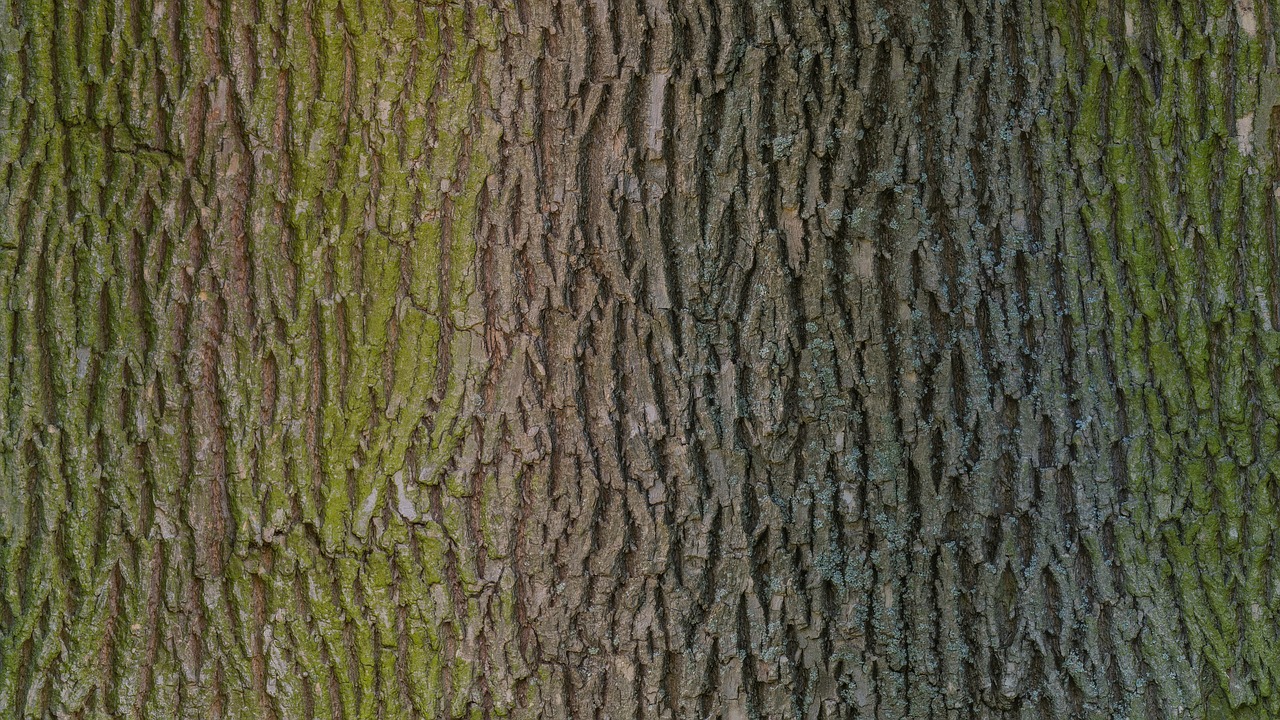 tree bark wood free photo
