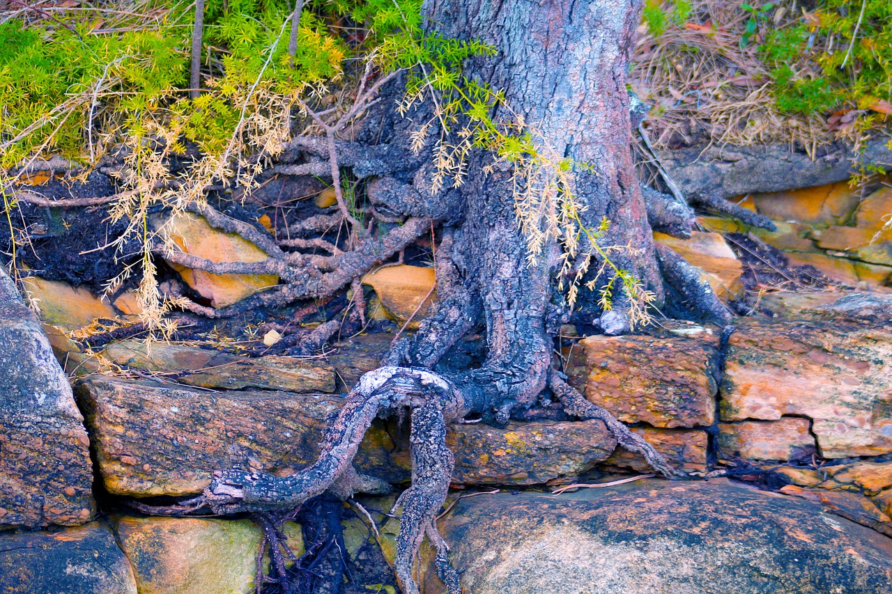 tree bush fern free photo