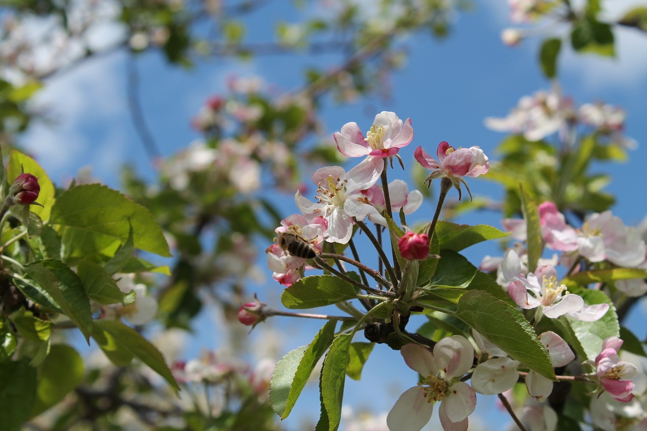 cherry tree nature free photo