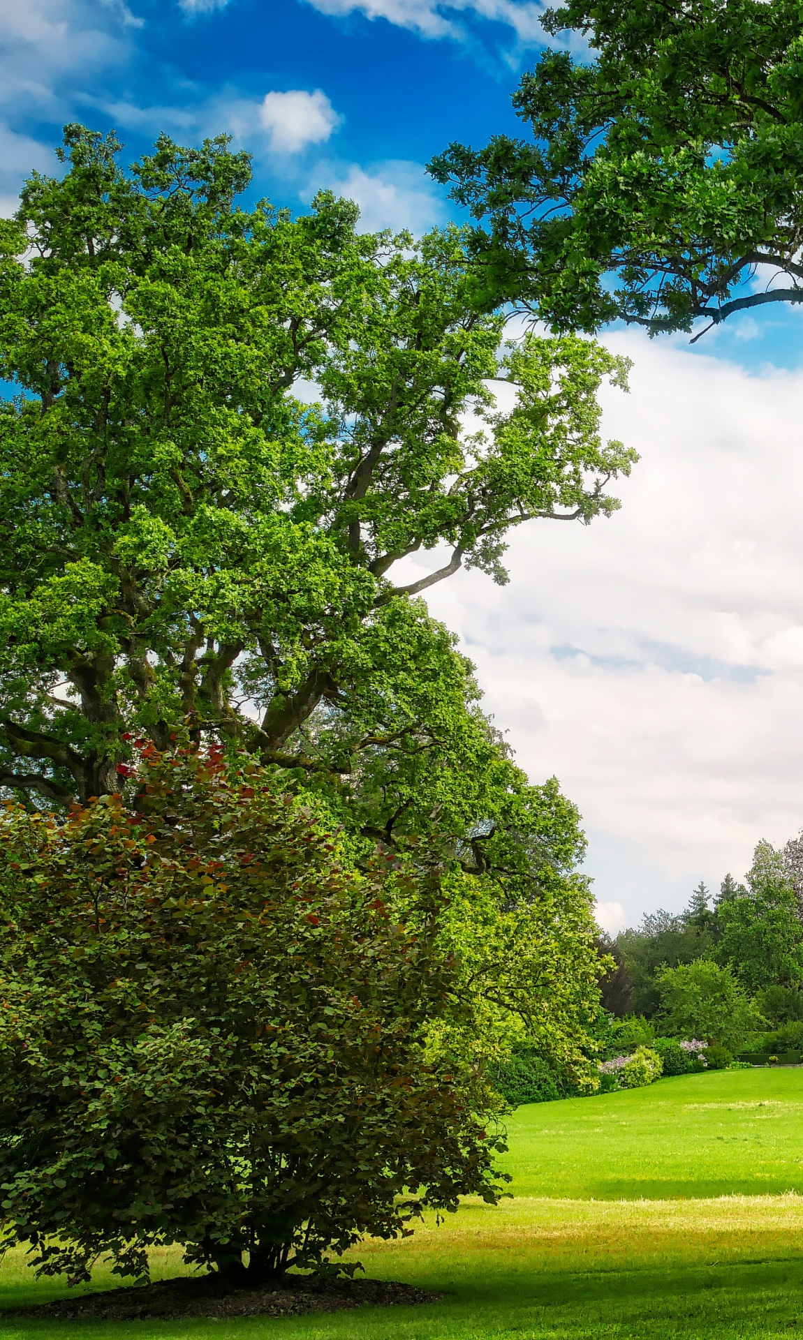 tree leaves summer free photo