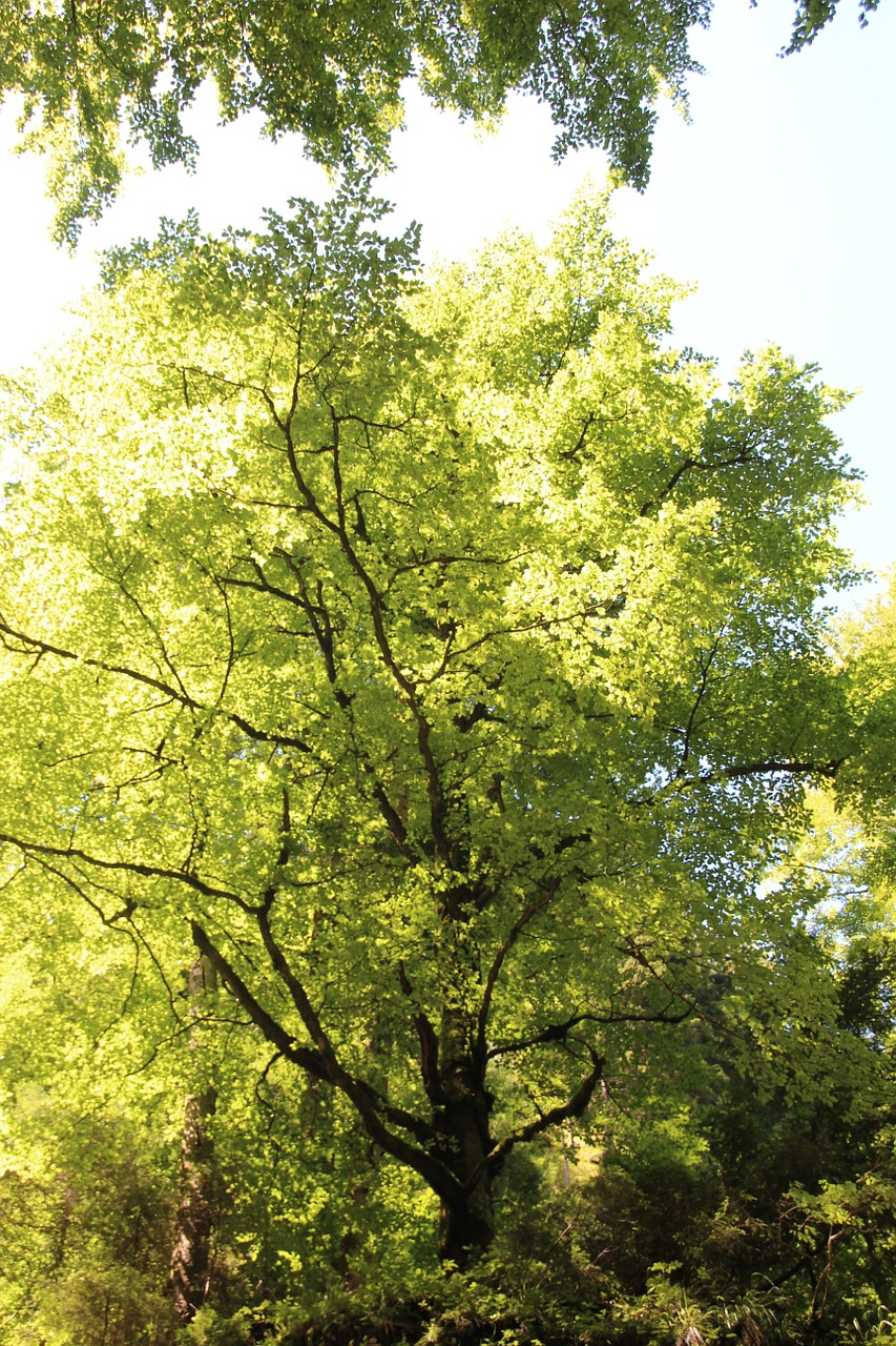 tree green leaf free photo