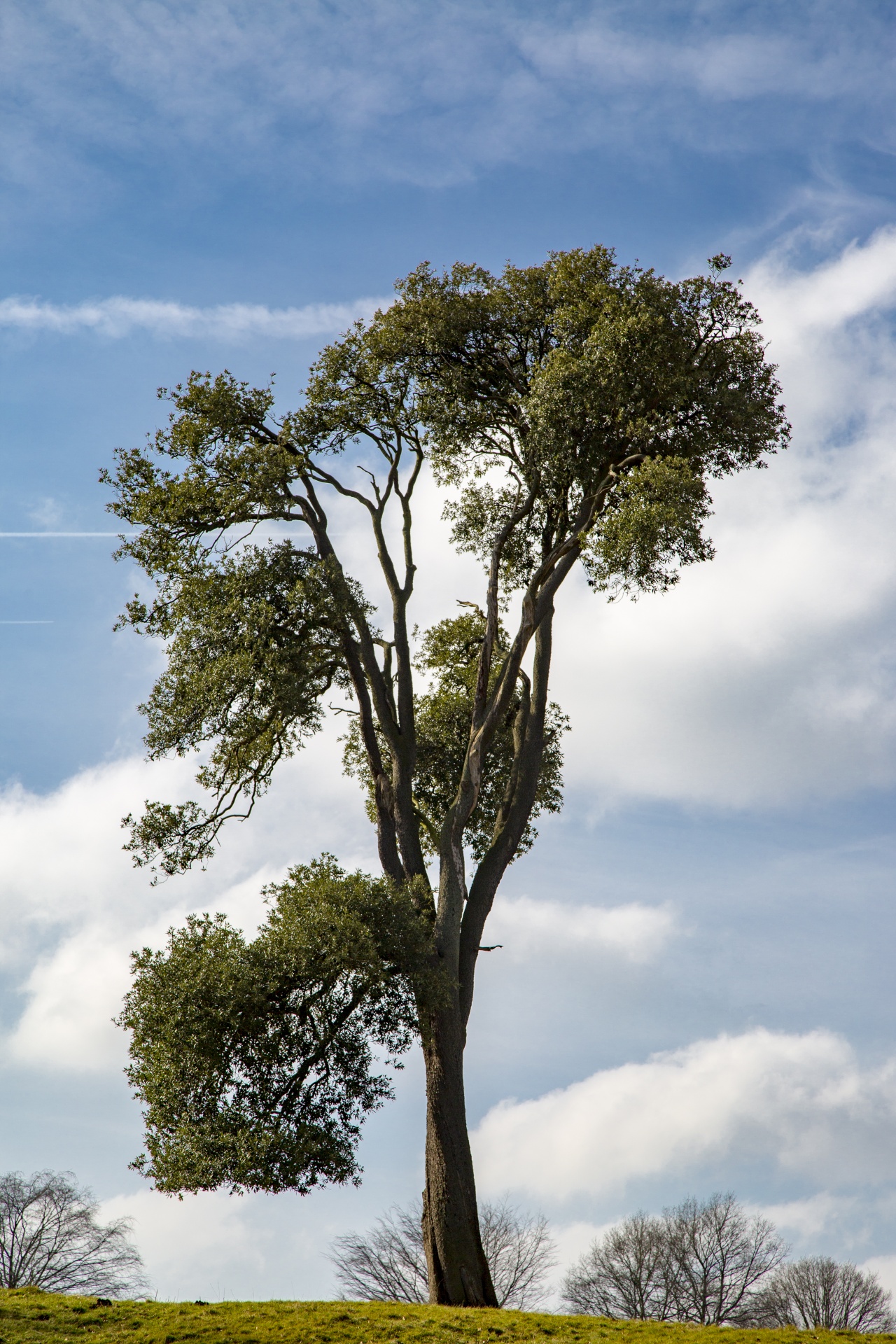 tree nature outdoor free photo