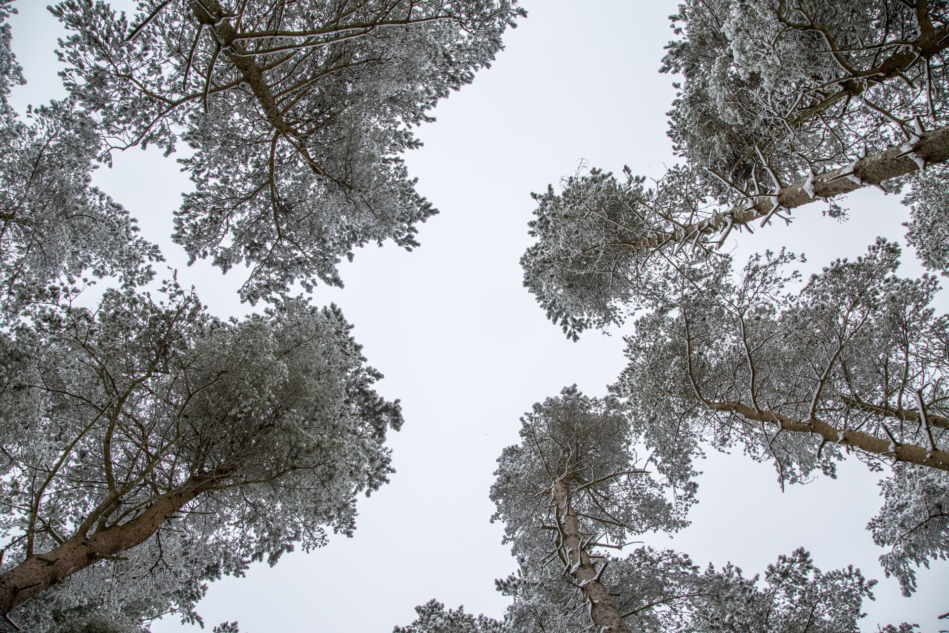 tree nature outdoor free photo