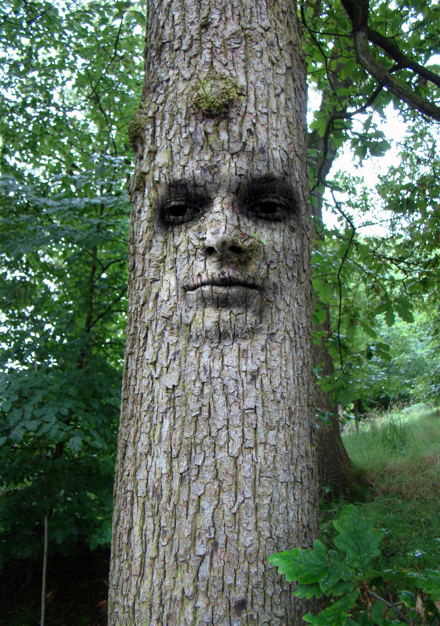 tree man face free photo