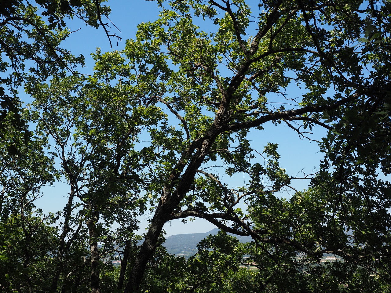 tree oak forest free photo