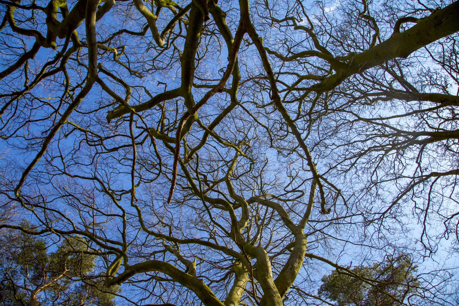 tree nature outdoor free photo