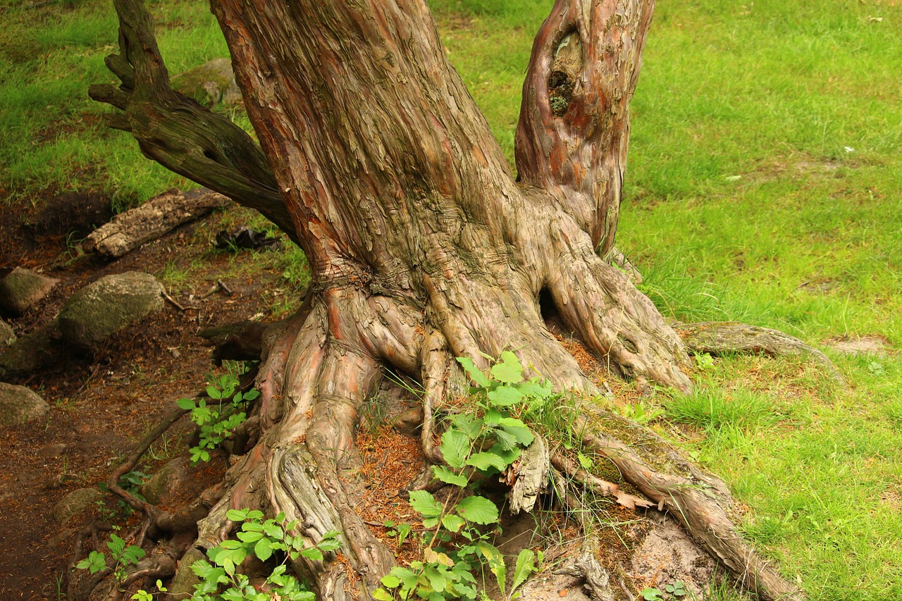 tree root gnarled free photo