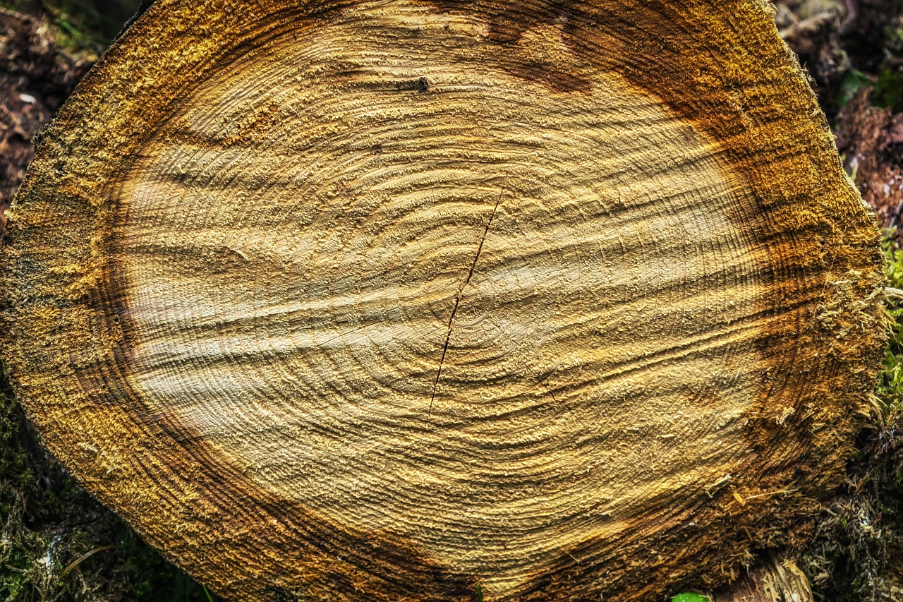 tree wood rings free photo