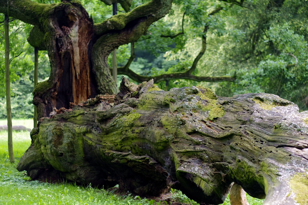 tree overturned rotten free photo