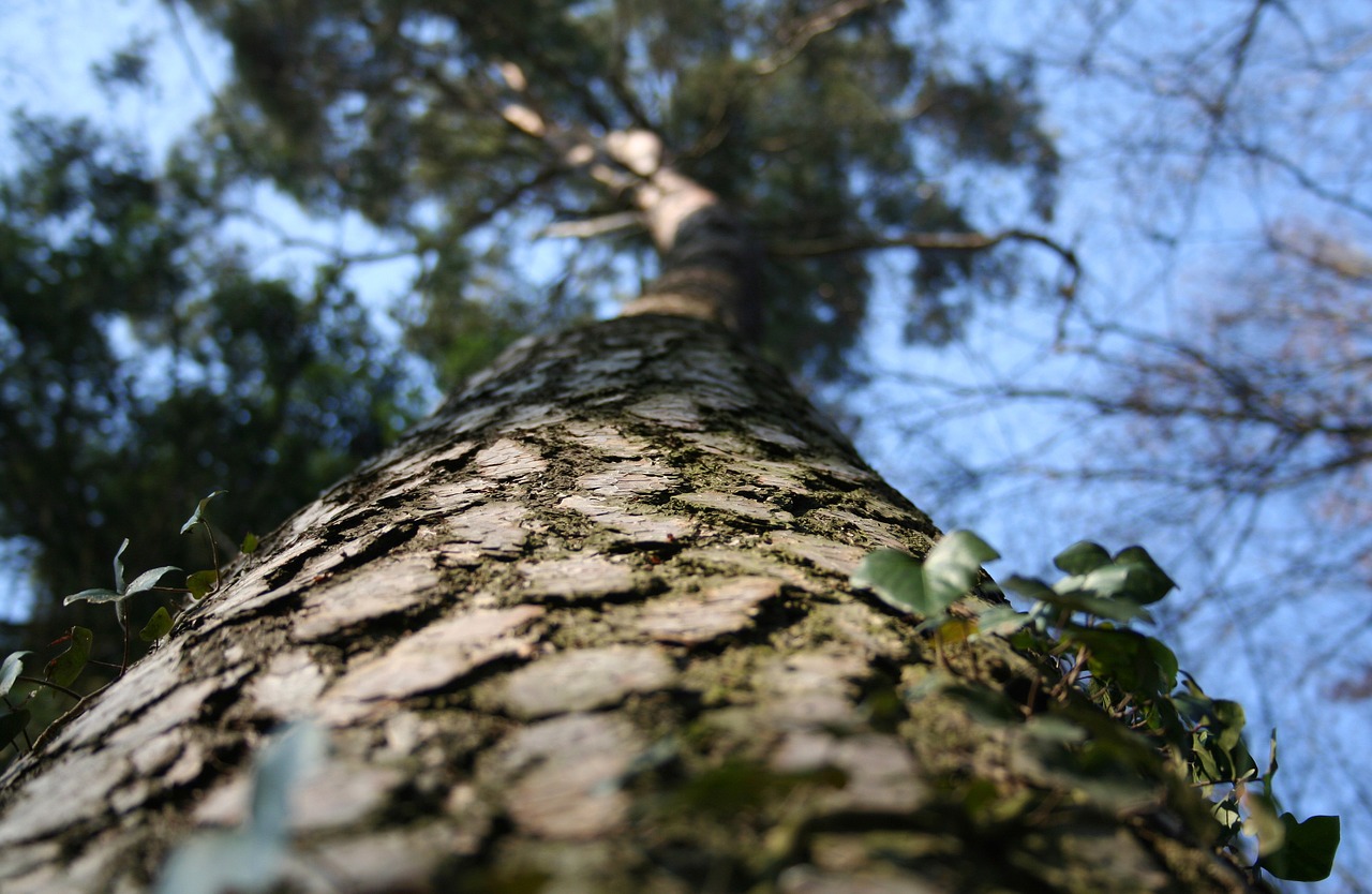 tree forest nature free photo