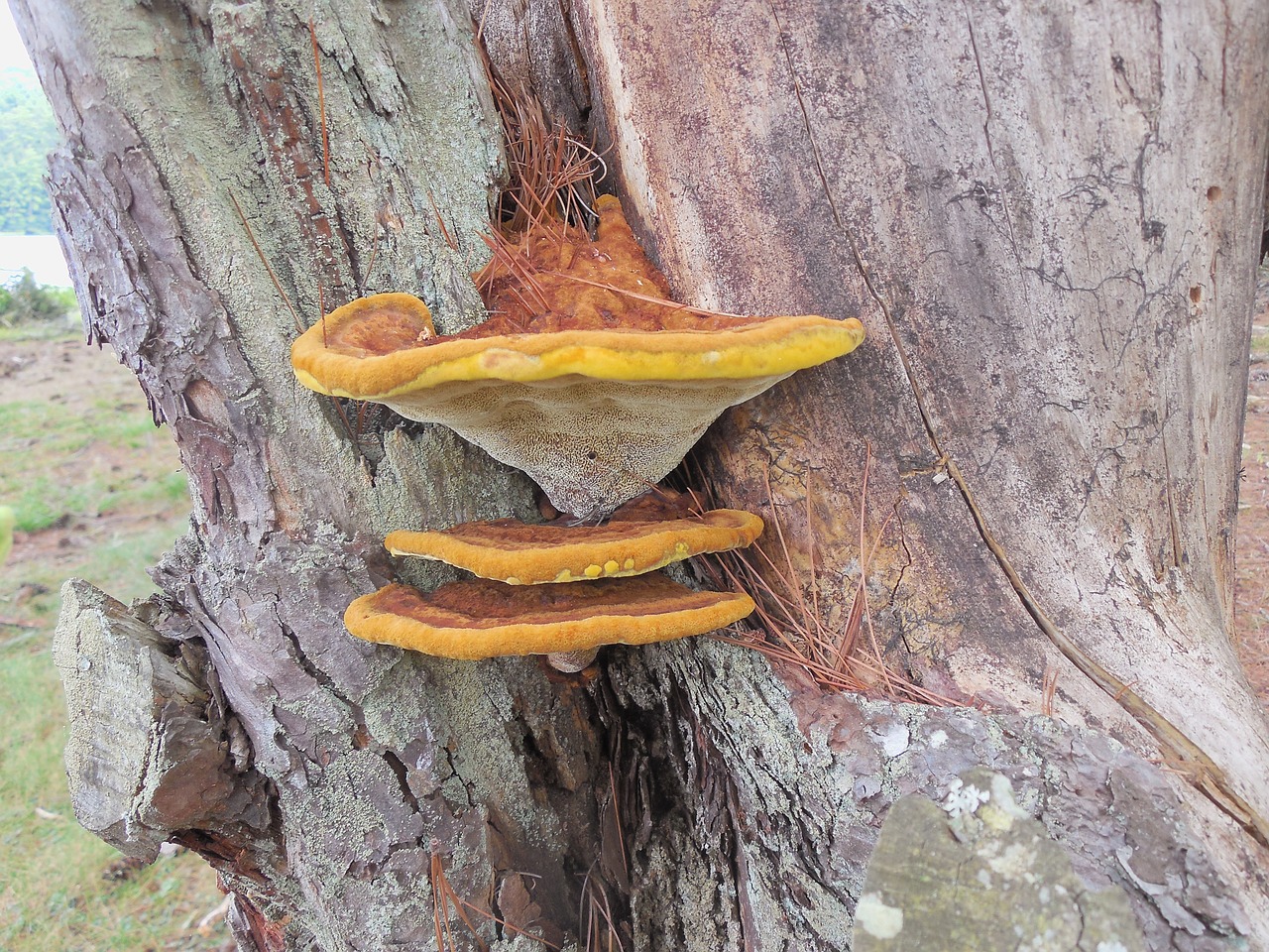 tree lichen nature free photo