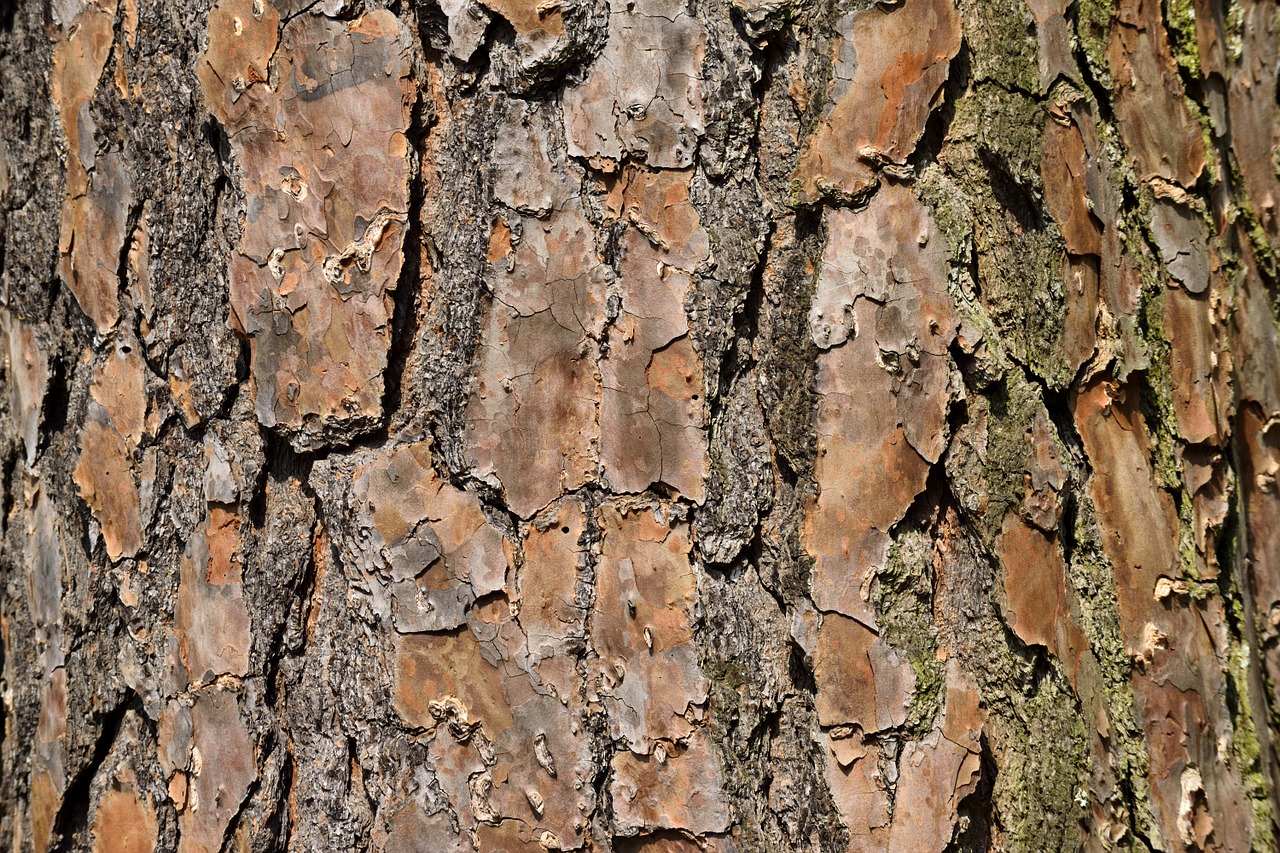 tree bark nature free photo