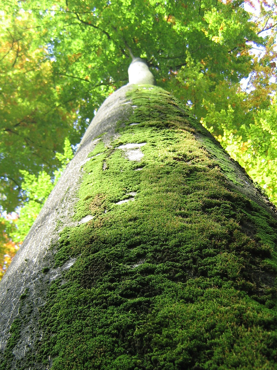 tree log nature free photo